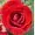 Buy Rosa 'Ruby Anniversary' (Patio Rose) online from Jacksons Nurseries