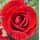 Buy Rosa 'Ruby Anniversary' (Patio Rose) online from Jacksons Nurseries