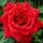 Buy Rose 'Loving Memory' (Hybrid Tea) online from Jacksons Nurseries