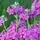 Primula beesiana 1