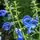 Salvia Patens