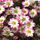Saxifraga Marto Picotee Red