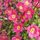 Saxifrage Red Pixie Pan