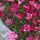 Saxifrage Saxony Red