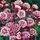 Aquilegia Winky Double Red White