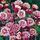 Aquilegia Winky Double Red White