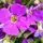 Aubrieta Purple Cascade