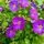Aubrieta gracilis 'Kitte Blue'