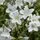 Campanula White Baby