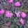 Dianthus dinetta Soft Pink
