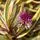 Hebe Jewel of the Nile 1