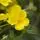Helianthemum Golden Queen