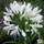 Buy Agapanthus africanus Albus (African Lily) online from Jacksons Nurseries