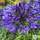 Buy Agapanthus Black Pantha (African Lily) online from Jacksons Nurseries