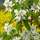 Buy Amelanchier alnifolia Obelisk (June Berry) online from Jacksons Nurseries