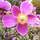 Buy Anemone hupehensis Hadspen Abundance online from Jacksons Nurseries
