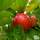 Buy Apple - Malus domestica Discovery online from Jacksons Nurseries
