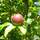Buy Apple - Malus domestica Cox's Orange Pippin online from Jacksons Nurseries