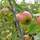 Buy Apple - Malus domestica Charles Ross online from Jacksons Nurseries