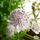 Buy Astrantia major subsp. involucrata Shaggy (Masterwort) online from Jacksons Nurseries