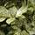 Buy Aucuba japonica Variegata (Spotted Laurel) online from Jacksons Nurseries