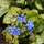 Buy Brunnera macrophylla Looking Glass (Siberian bugloss) online from Jacksons Nurseries