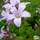 Buy Campanula lactiflora Loddon Anna (Milky Bellflower) online from Jacksons Nurseries
