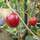 Buy Cherry - Prunus cerasus Morello online from Jacksons Nurseries