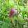 Buy clematis buckland beauty at Jacksons Nurseries