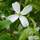 Buy Clematis montana var Grandiflora online from Jacksons Nurseries