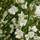 Buy Cytisus praecox Albus (Broom) online from Jacksons Nurseries