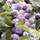 Buy Damson - Prunus insititi Farleigh Prolific online from Jacksons Nurseries