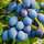Buy Damson - Prunus insititia Merryweather online from Jacksons Nurseries