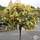 Buy Elaeagnus ebbingei Gilt Edge Lollipop (Tree Form) online from Jacksons Nurseries