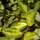 Buy Elaeagnus pungens Maculata (Spotted Oleaster) online from Jacksons Nurseries