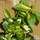 Buy Euonymus fortunei Sunspot (Evergreen Bittersweet) online from Jacksons Nurseries.