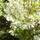 Buy Gaultheria mucronata (Male) (Male Prickly Heath (Pernettya)) online from Jacksons Nurseries