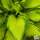 Buy Hosta fortunei var. albopicta (Plantain Lily) online from Jacksons Nurseries.