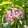 Buy Kalmia latifolia Pinwheel (Mountain Laurel) online from Jacksons Nurseries