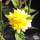 Buy Kerria japonica Pleniflora (Double Kerria) online from Jacksons Nurseries