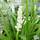 Buy Liriope muscari Monroe White (Monroe White Lily-turf) online from Jacksons Nurseries.