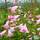 Buy Penstemon 'Apple Blossom' (Beard Tongue (Garnet)) online from Jacksons Nurseries