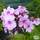 Buy Phlox paniculata Bright Eyes (Garden Phlox) online from Jacksons Nurseries.