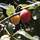 Buy Plum - Prunus domestica 'Victoria' online from Jacksons Nurseries