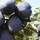 Buy Plum - Prunus domestica 'Czar' online from Jacksons Nurseries