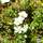 Buy Potentilla fruticosa Abbotswood (Shrubby Cinquefoil) online from Jacksons Nurseries.