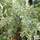 Buy Pyrus salicifolia Pendula online from Jacksons Nurseries.