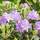 Buy Rhododendron Praecox at Jacksons Nurseries
