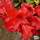 Buy Rhododendron Scarlet Wonder (Dwarf Rhododendron) online from Jacksons Nurseries