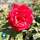 Buy Rosa Royal William online from Jacksons Nurseries
